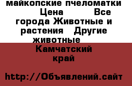  майкопские пчеломатки F-1  › Цена ­ 800 - Все города Животные и растения » Другие животные   . Камчатский край